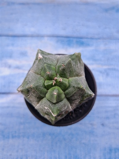 Astrophytum Myriostigma monstrosa (Астрофитум)