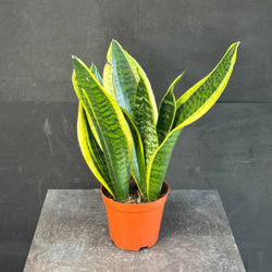 Сансевиерия (Sansevieria trifasciata)