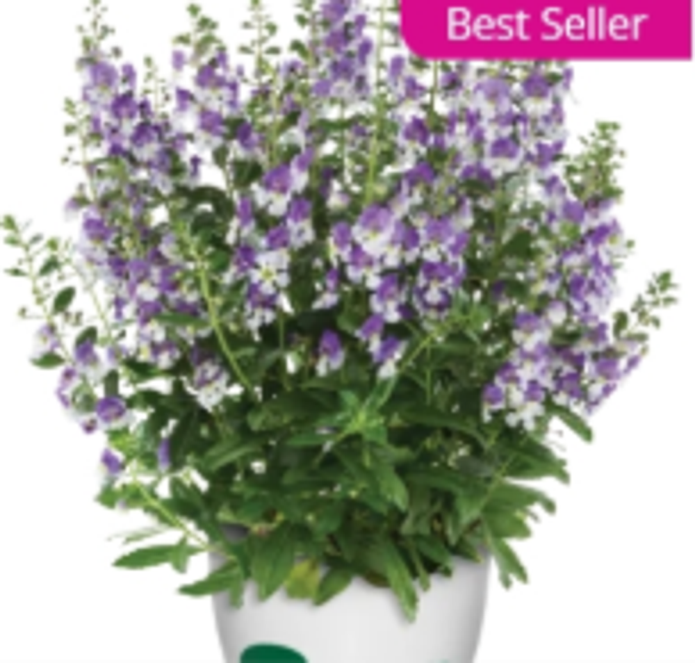 ЕВРО Ангелония (Alonia) Big Bicolor Purple укорененный ЕВРО черенок НАЧАЛО ЯНВАРЯ поставка 5