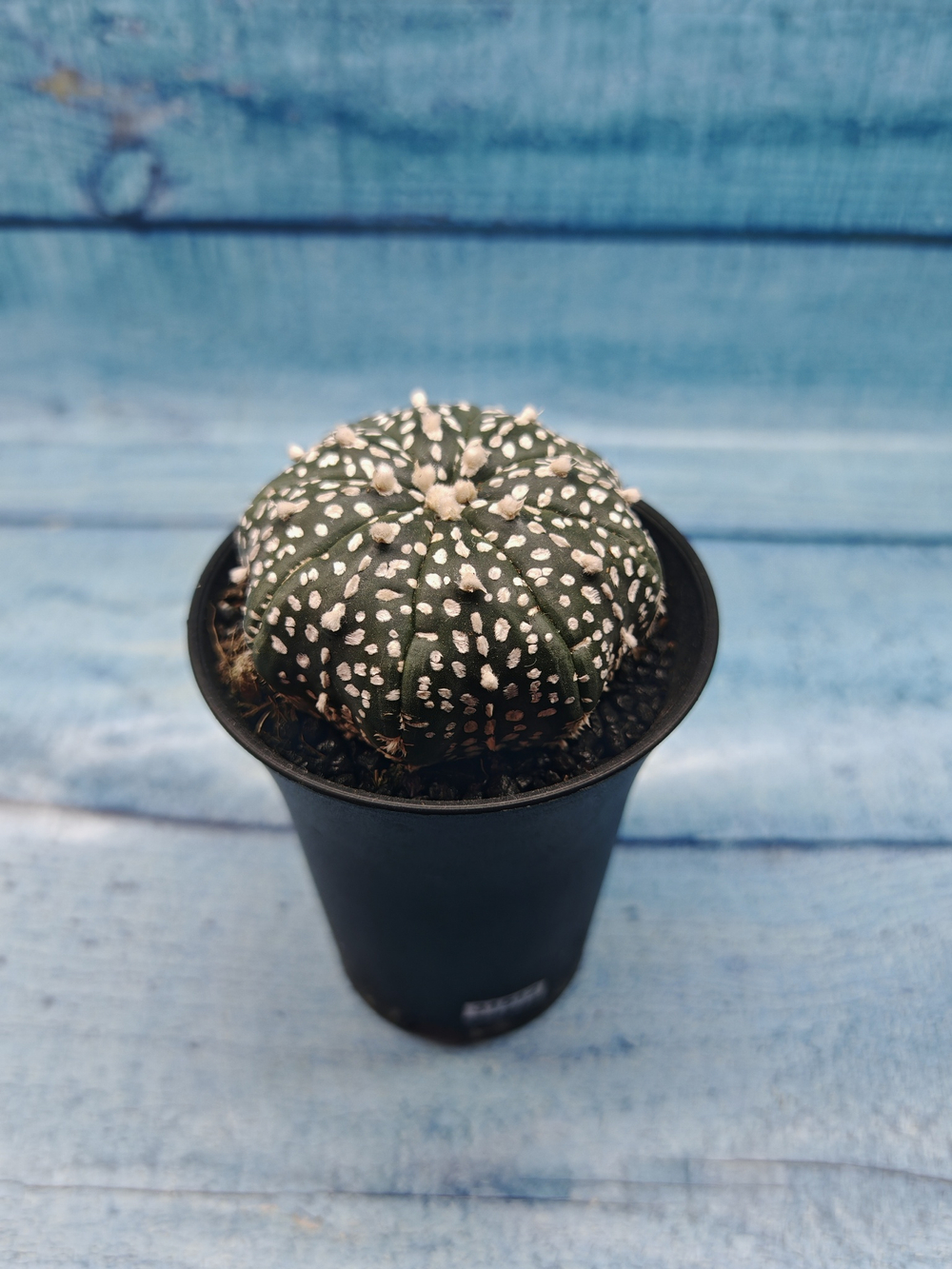 Astrophytum Asterias (Астрофитум)