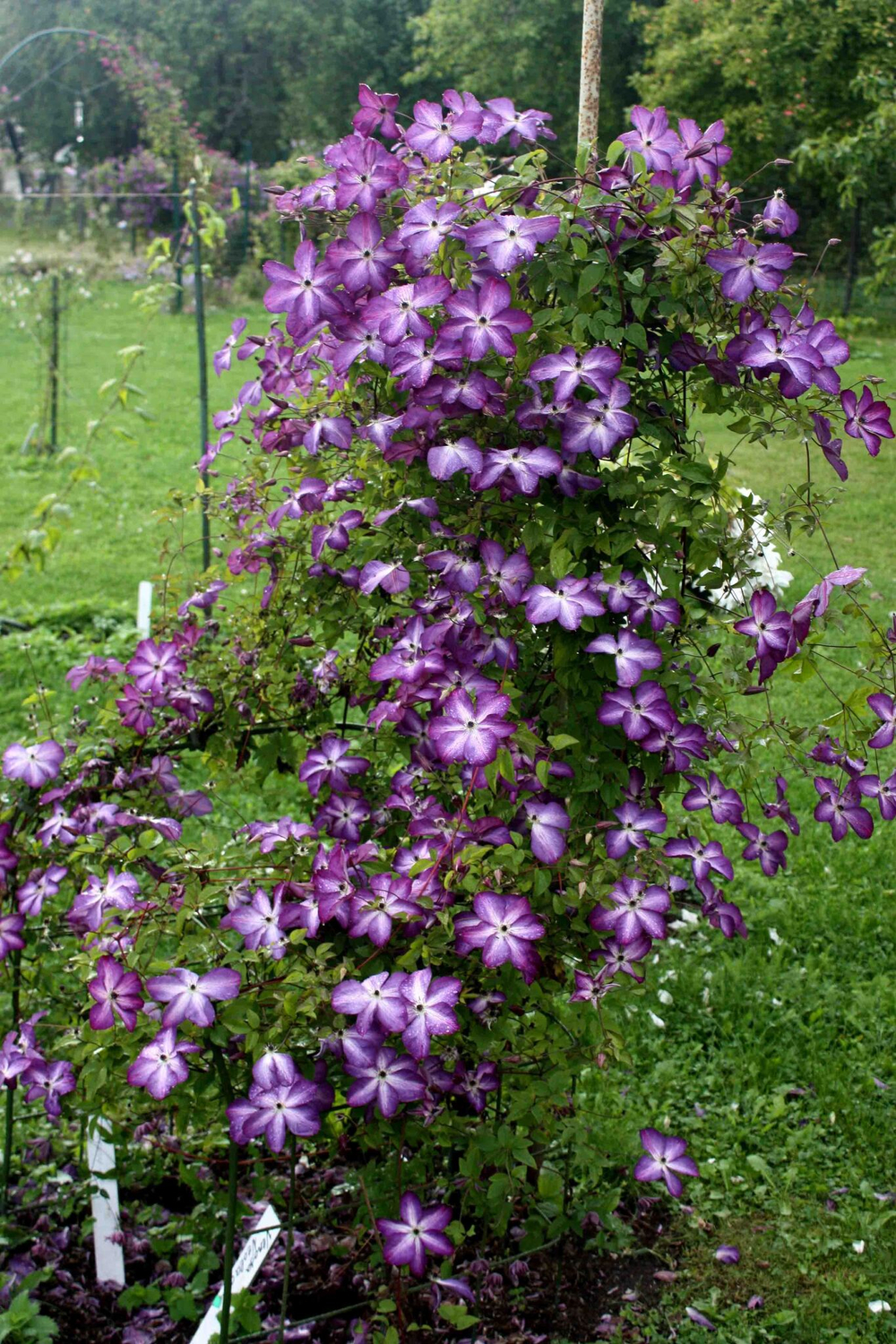 Клематис Крупноцветковый Веноза Виолацеа / Venosa Violacea