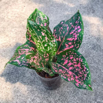 Аглаонема PINK DALMATIAN