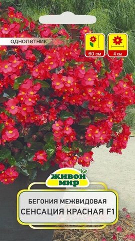 Бeгoния межвидовая "ЖМ. Сeнcaция Kpacнaя F1" 10шт, Чехия.