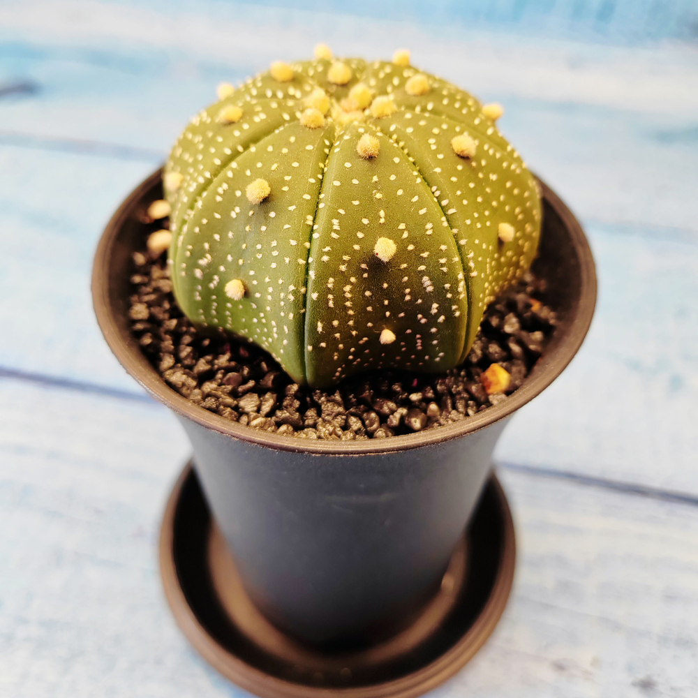 Astrophytum Asterias (Астрофитум)