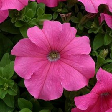 S60229 Петуния кустовая Grandiflora Prism Pink 100 шт.