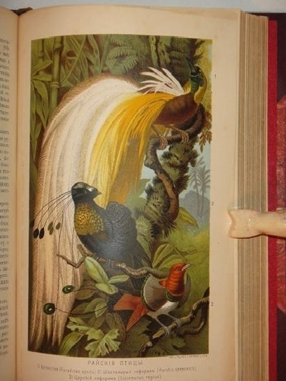 "Иллюстрированное издание " Жизнь животных " А.Э.Брэма в десяти томах". Альфред Эдмунд Брэм. 1896г.