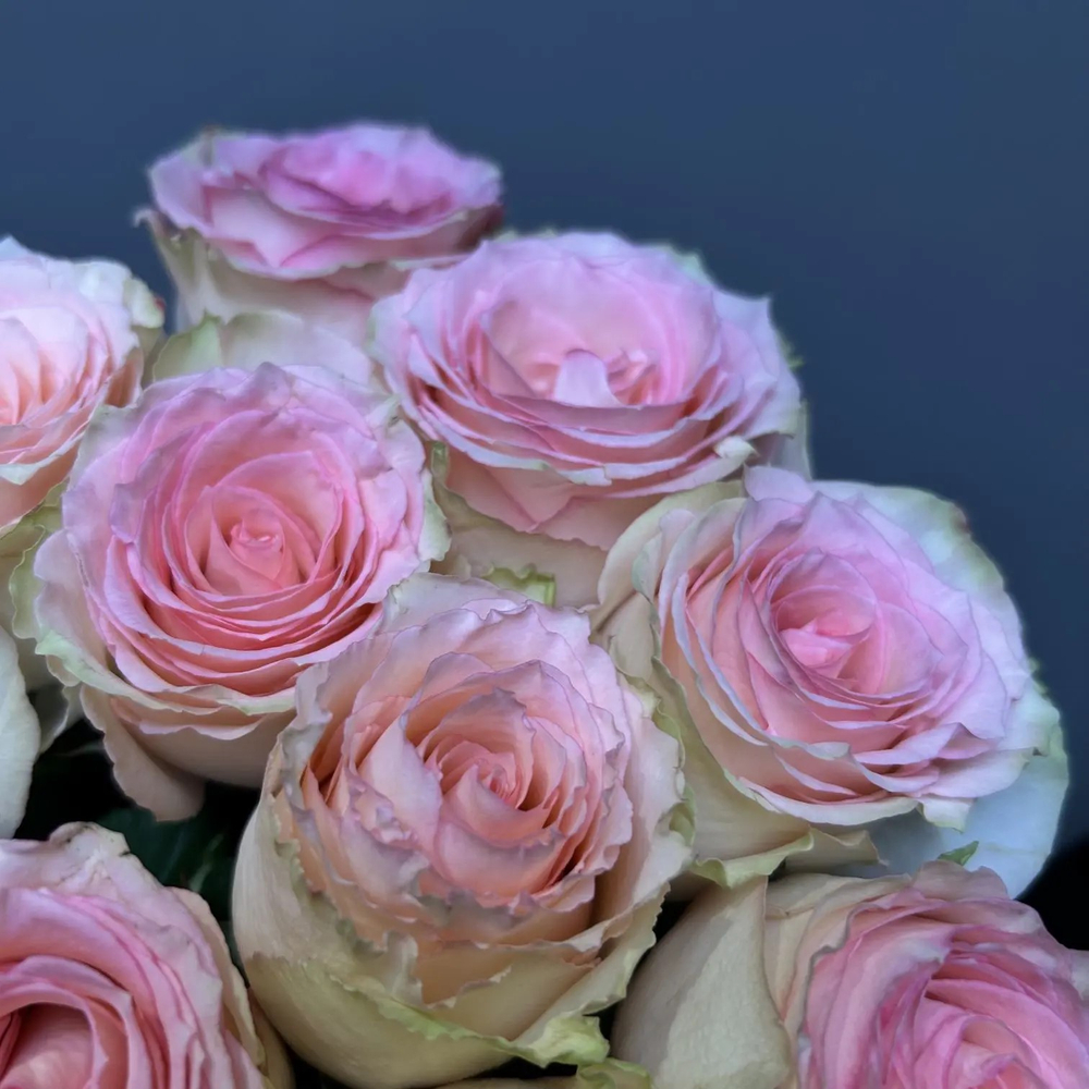 Букет 11 нежных роз под ленту (э)