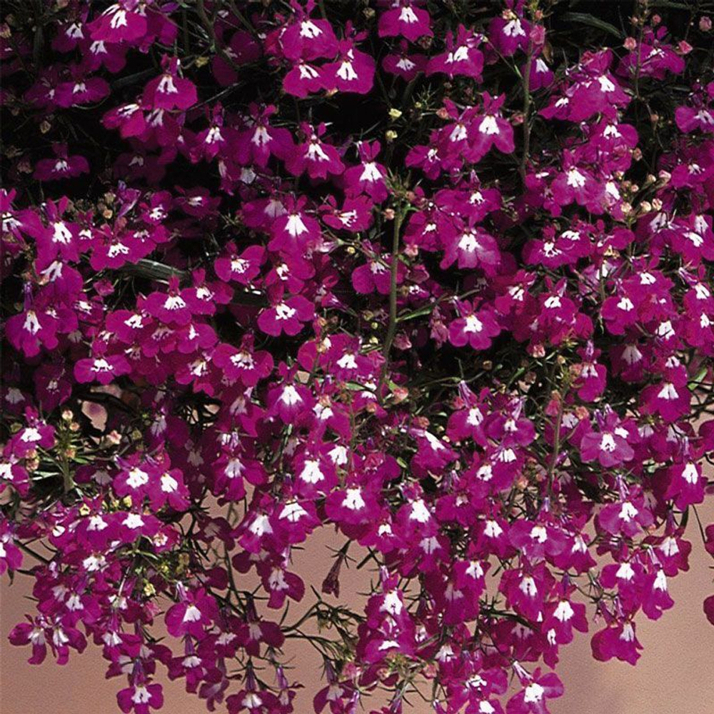 Лобелия ампельная Регата Роуз (1000др) Витагрин Профи