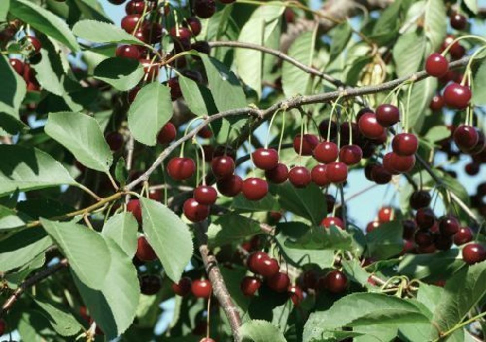 Черешня Тютчевка С5 Закупка М69 июнь 2026