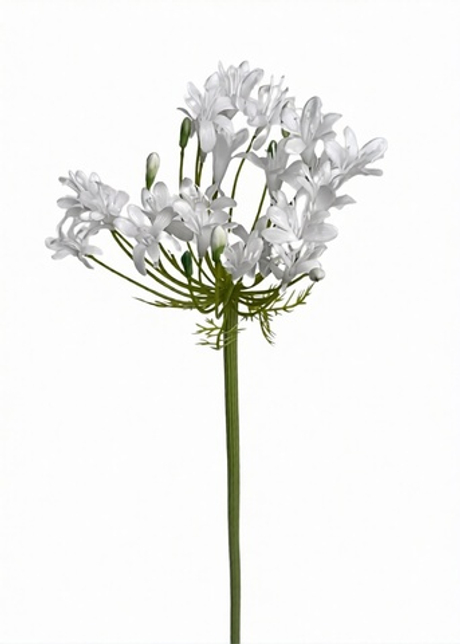 Агапантус 76см