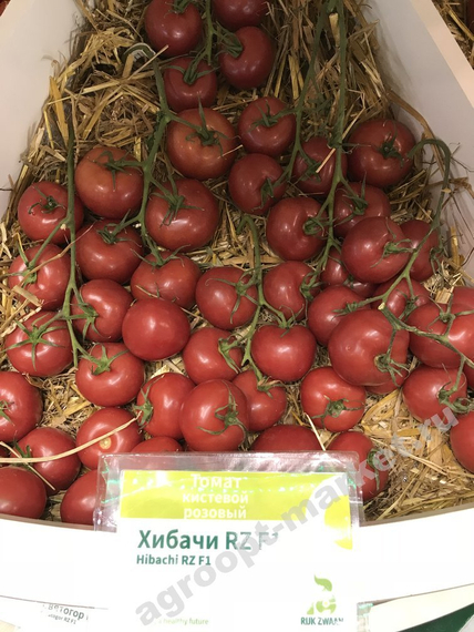 Хибачи F1 семена томата индетерминантного (Rijk Zwaan / Райк Цваан) продукт – фото 4