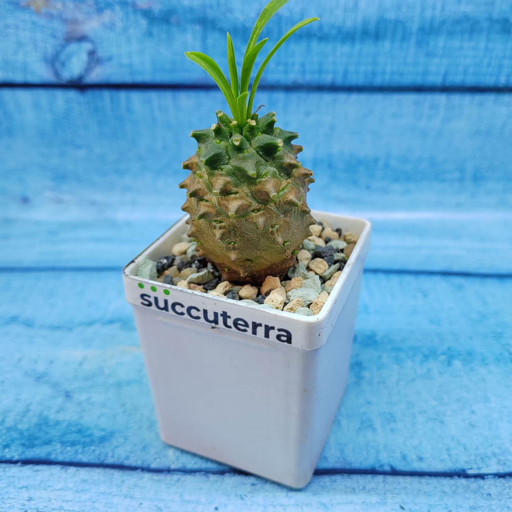 Euphorbia Gabizan (Эуфорбия)