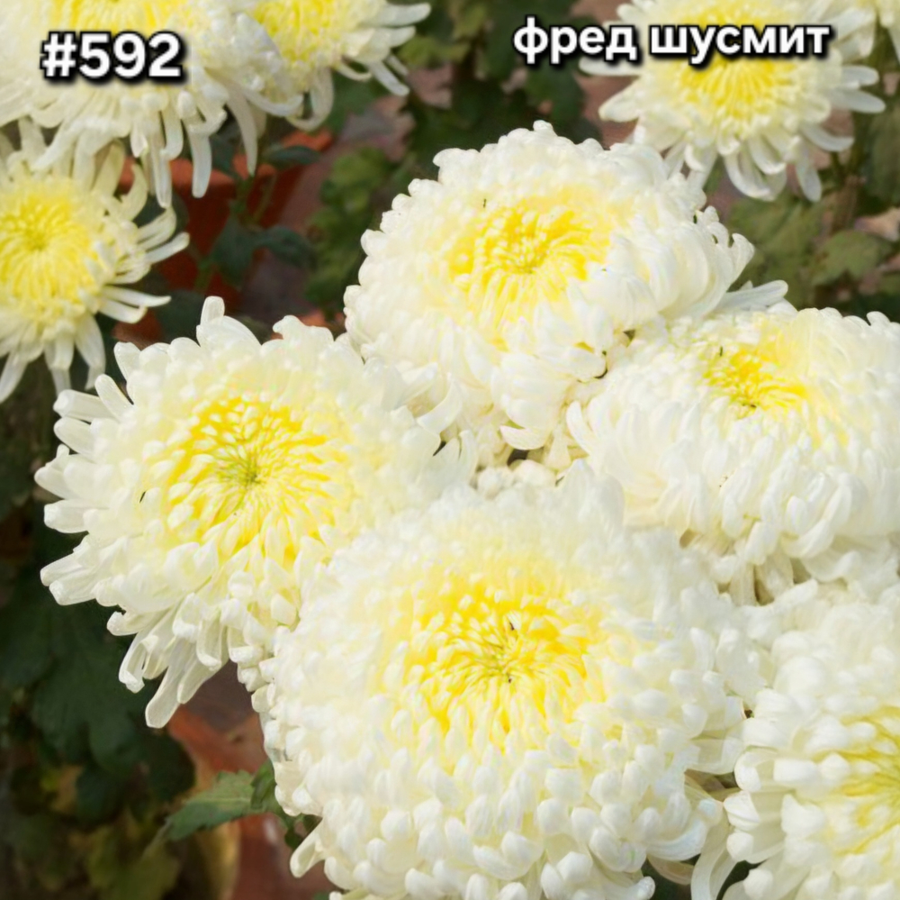 САЖЕНЦЫ ХРИЗАНТЕМЫ КРУПНОЦВЕТКОВАЯ № 592 ФРЕД ШУСМИТ