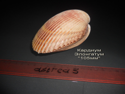Кардиум Элонгатум "105-115мм" парный