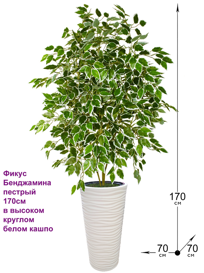 Искусственное растение Фикус Бенджамина пестрый 170 см в высоком круглом напольном кашпо