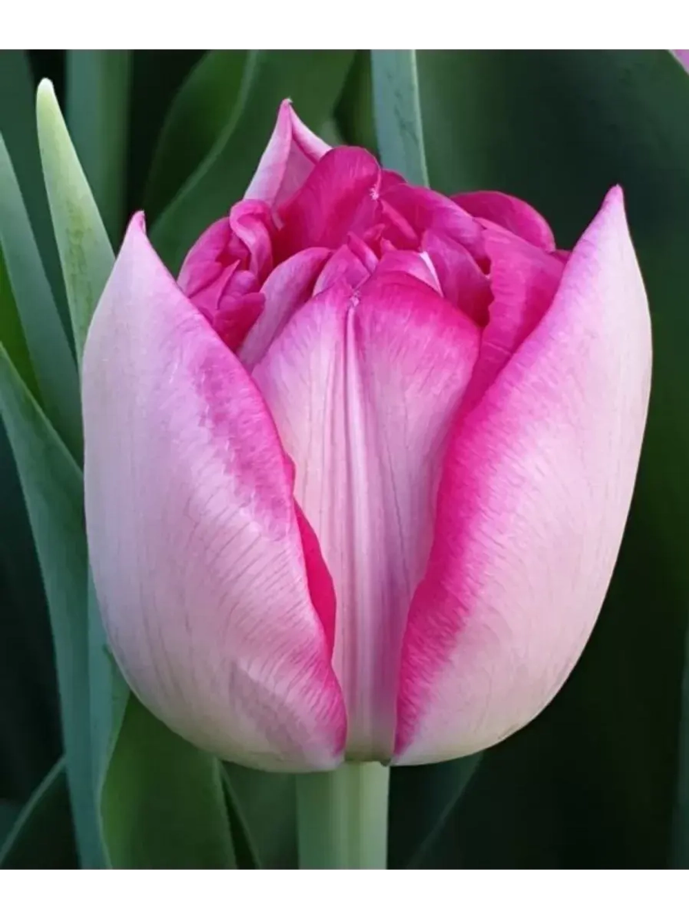 Тюльпаны пионовидные ,луковицы сорт MUMBAI розовые (4 штуки)