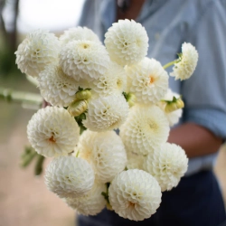 Георгин Ryecroft Jan (корень) Закупка М55 апрель 2026