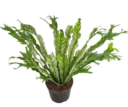 Асплениум Вайт Мунлайт