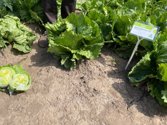 ДЖАСПЕРИНАС семена салата Rijk Zwaan купить – фото 9