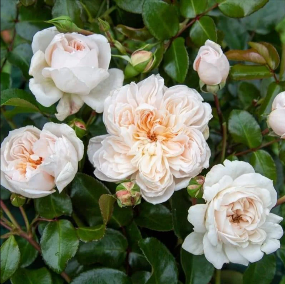 Ариадна (Ariadne)