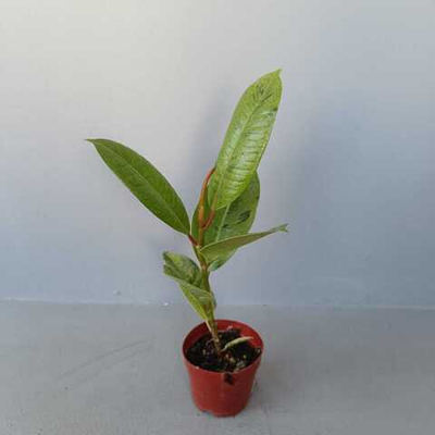 Фикус эластика Шрайвериана