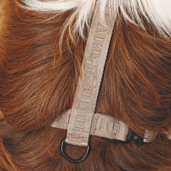 Шлейка «Пони-Компаньони» HuntingPony