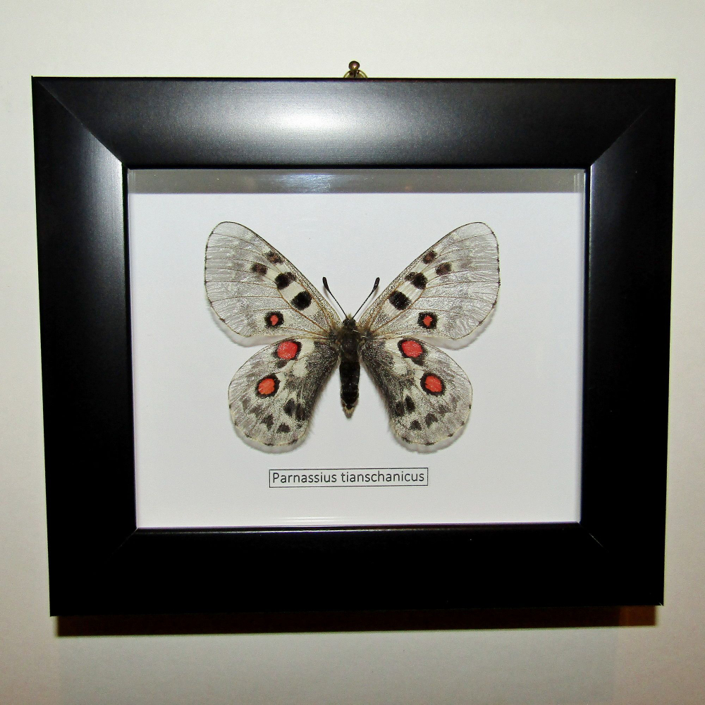 Бабочка Parnassius tianschanicus самка в рамке