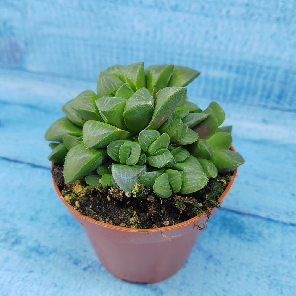 Haworthia Retusa (Хавортия)
