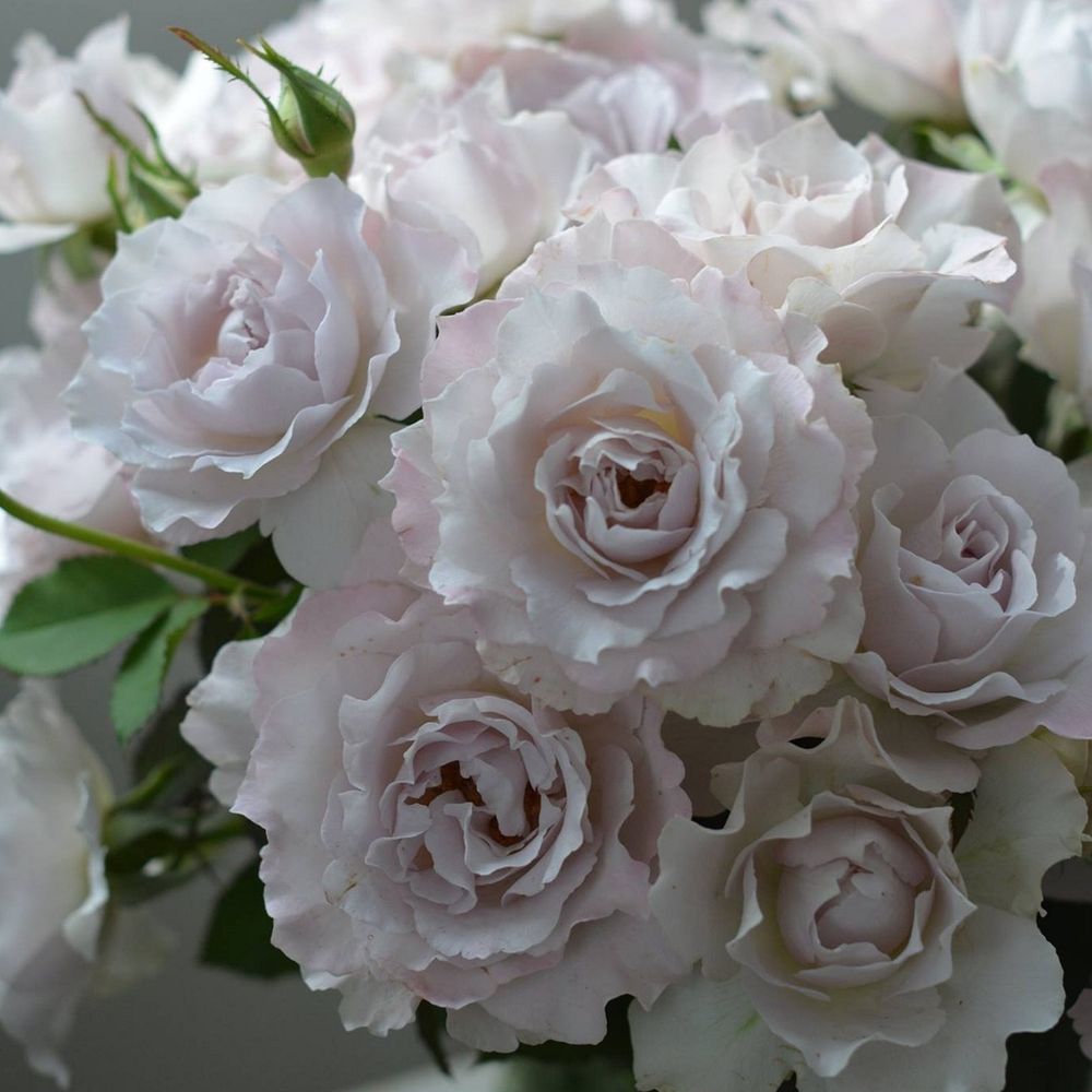 Сапфирет (Saphiret)