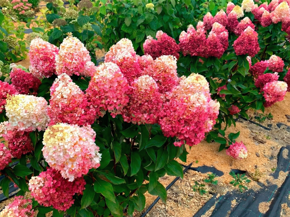 Гортензия метельчатая «Пинки Промис» (Pinky Promise)