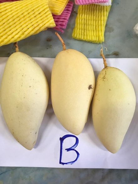 МАНГО- сорт "КЕЙТ" (ЕГИПЕТ)