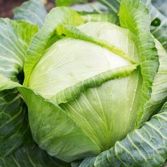 КИЛАТОН F1 семена капусты белокочанной (Syngenta | Alexagro)