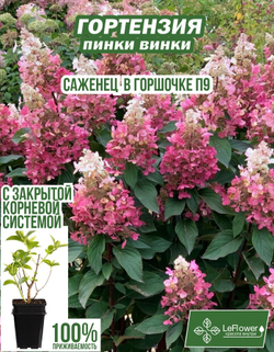 Саженец, Гортензия, Пинки Винки