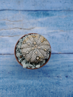 Astrophytum Asterias "Super Kabuto" (Астрофитум)