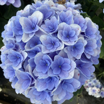 «Флорентина Блю» («Florentina Blue») р12 Европа весна 2025 г