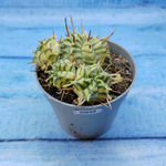 Euphorbia meloformis f. Variegated (Эуфорбия вариегатная)
