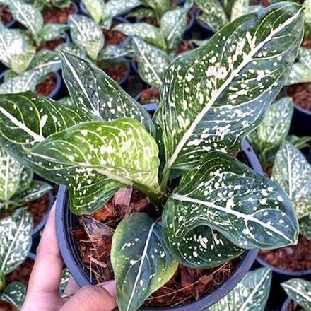 Аглаонема SITI NURHALIZA