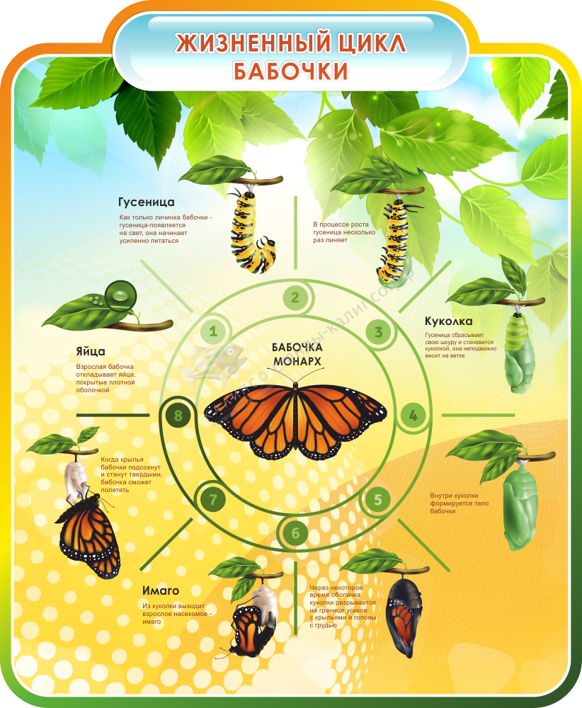 Резной стенд &quot;Жизненный цикл бабочки&quot;