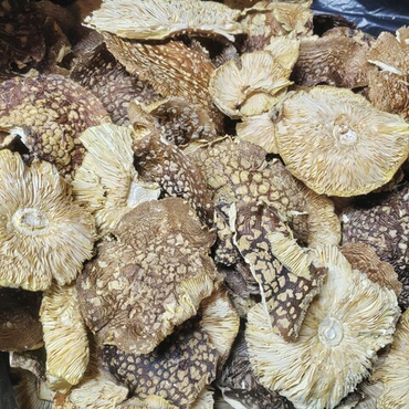 Мухомор королевский