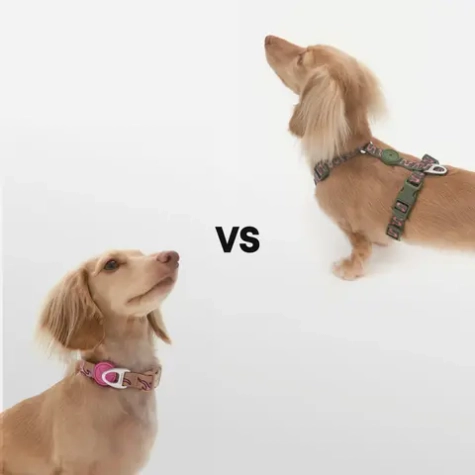 Ошейник или шлейка: что выбрать для вашей собаки?