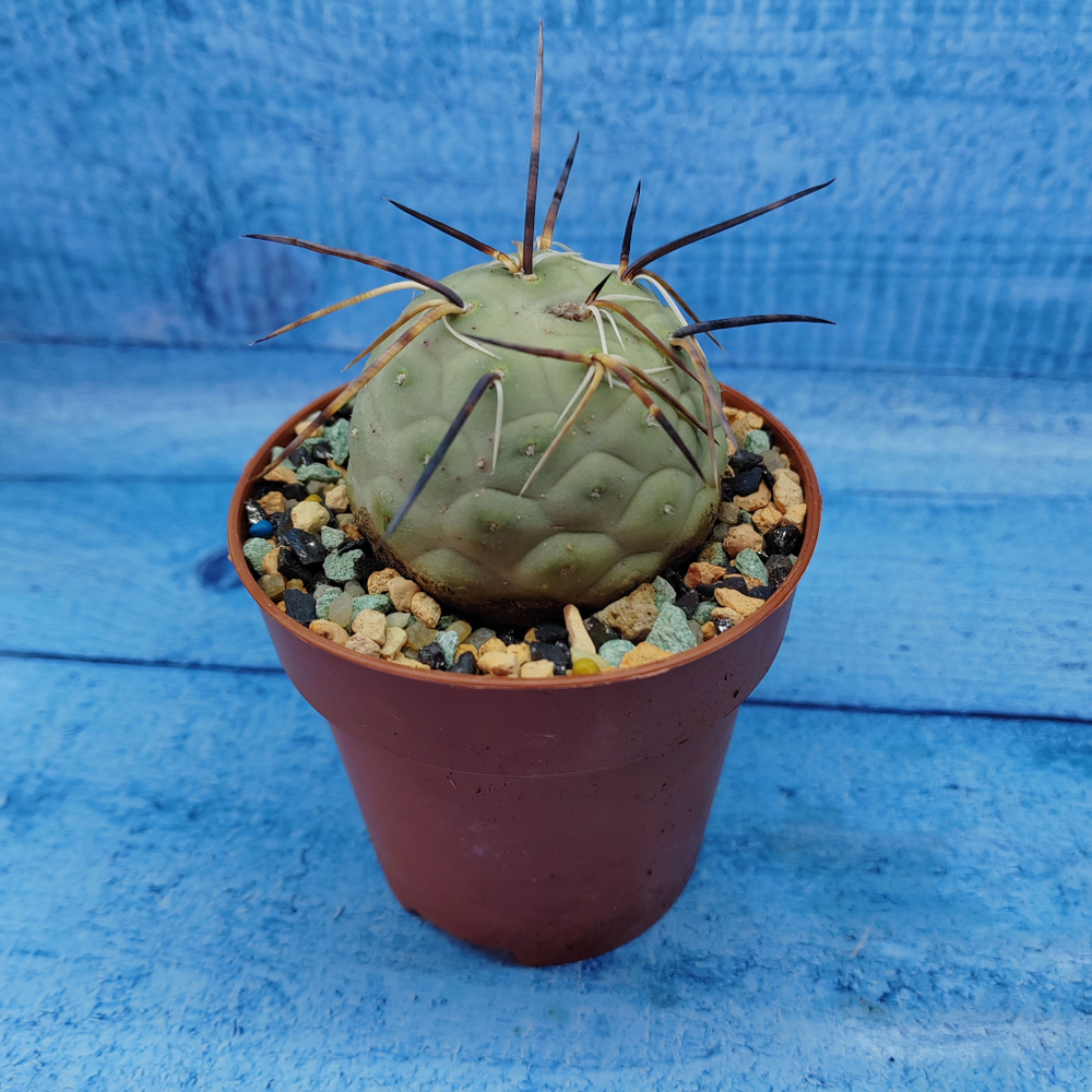 Tephrocactus Geometricus (Тефрокактус)