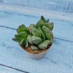 Haworthia Truncata hybride (Хавортия)