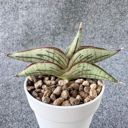 Сансевиерия DIABLO