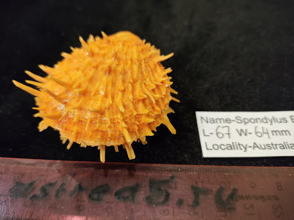 Спондилюс Барбатус 65-70мм