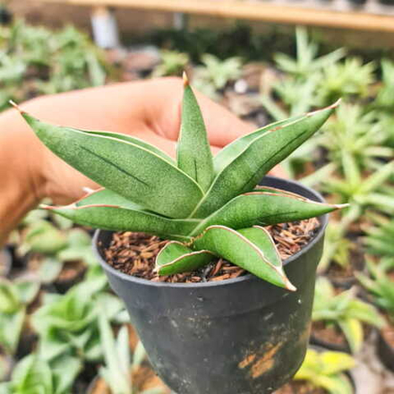 Сансевиерия ROBO