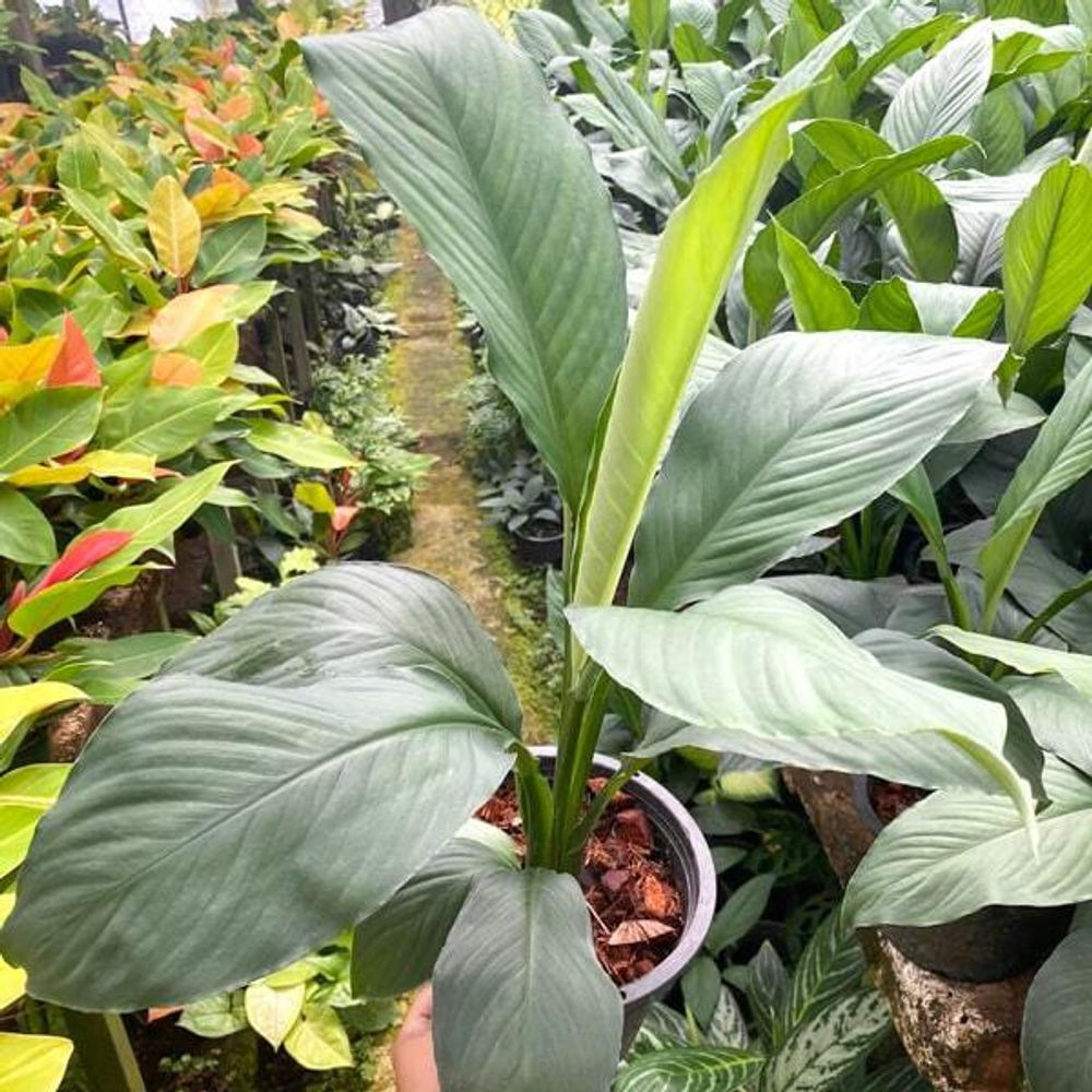 Спатифиллум BODHI LEAF (В16)