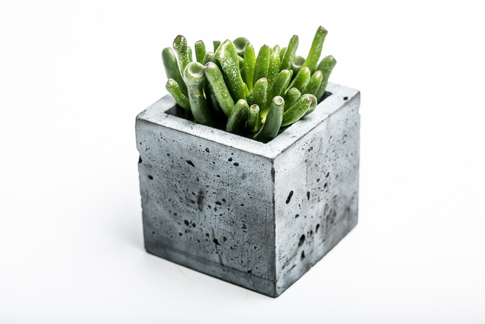 Крассула Хоббит (8 см)