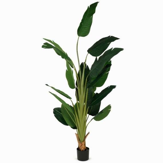 Банановое дерево высота 210 см