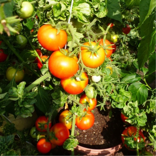 Помидоры Палка — Колоновидные