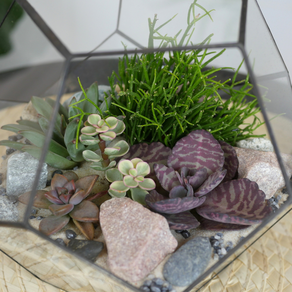 Готовый флорариум с суккулентами Сфера S